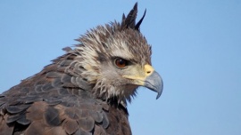 Campaña de recaudación de fondos para el Águila Coronada