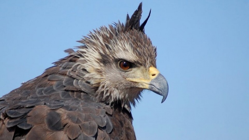 Águila Coronada