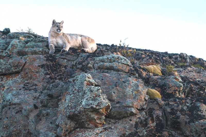 (Fotografías de Argentina Wild Expeditions)