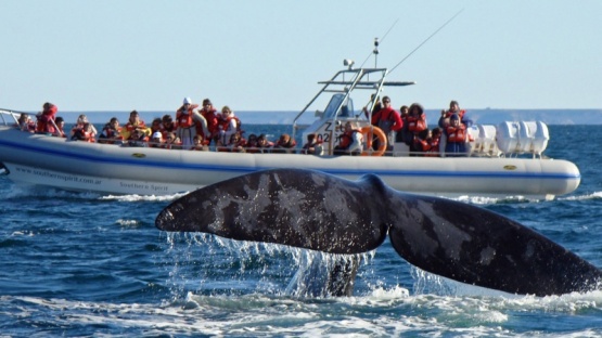 Seguí el más impresionante avistaje de ballenas en Puerto Pirámides