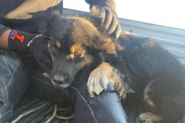 Bomberos rescataron a un perrito atrapado en una laguna de Río Gallegos