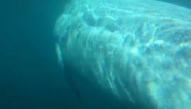 La vista de ballenas que maravilló a los viajeros
