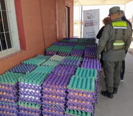 Transportaba más de 23.000 huevos sin documentación sanitaria