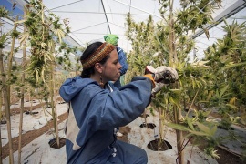 Cannabis: Argentina legalizó la compra y venta de semillas para autocultivo medicinal