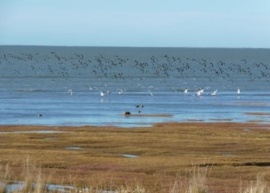 Presentaron una aplicación de monitoreo ciudadano del Estuario del río Gallegos