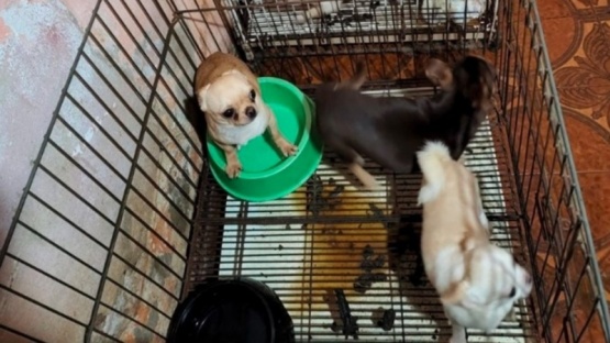 Clausuran un criadero ilegal con 123 perros chiguaguas en Villa Crespo
