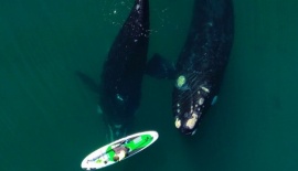 Se realiza con éxito el avistaje de ballenas en Chubut