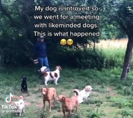 Viral: hicieron una reunión de "perros introvertidos" y lo mostraron en TikTok