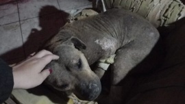 Salvaron a una perra que fue torturada en una macumba: tenía agujas clavadas, los ojos quemados y las uñas arrancadas