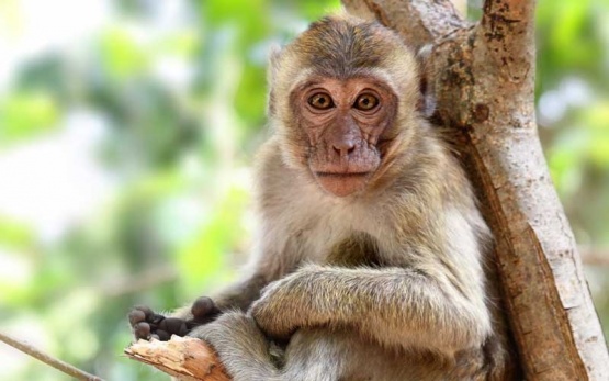 Martín Kowaleskwi: “Los monos son receptores de virus”
