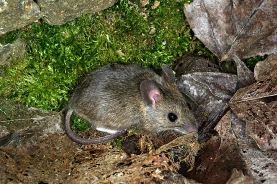 Murió una niña de 8 años por hantavirus