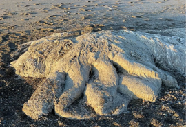 Extraña criatura peluda apareció en las costas de Río Grande