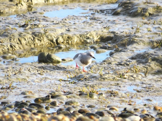 El Chorlito ceniciento es un ave migratoria patagónica que nidifica en la estepa, llega al Estuario del río Gallegos en otoño, pasa aquí el invierno y se retira en primavera.