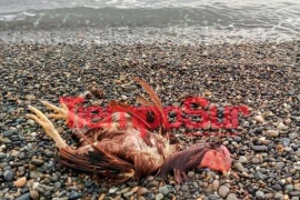 Extraño ritual con velas y un gallo se encontró en la costanera de Río Gallegos