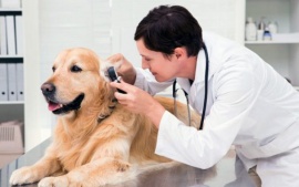 Se festejó el Día Nacional del Veterinario