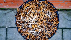 Hongos que descontaminan cigarrillos: de qué se trata