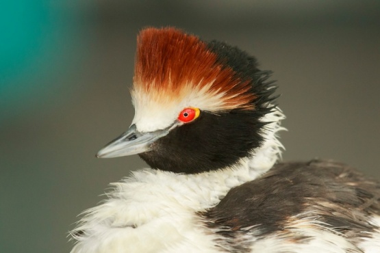 Avistaje de Macá Tobiano en Río Gallegos