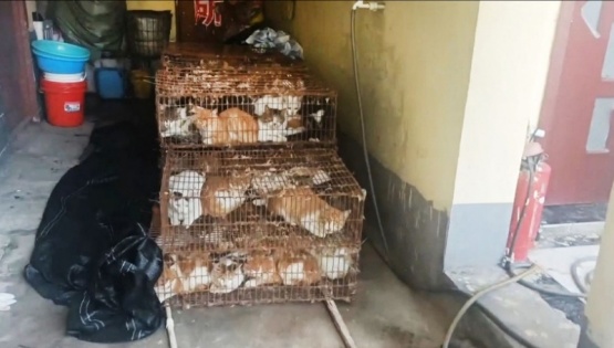 En China, rescatan a 150 gatos que iba ser comidos: los cazaban con trampas con gorriones vivo