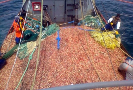 Ordenan prospectar dos nuevas subáreas para la pesca de langostino