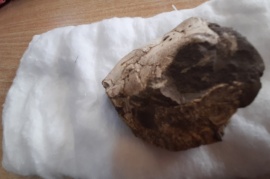 Calafate: encontraron fósiles y estudian si es de una criatura prehistórica