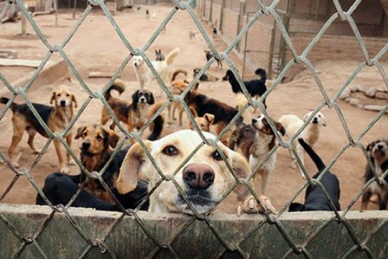 El refugio albergará perros callejeros para rehabilitarlos para que puedan ser entregados a una familia.