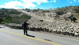 El reclamo por un mejor tipo de cambio para la ganadería ovina en la Patagonia