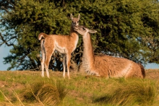 El guanaco es una presencia común en Santa Cruz.