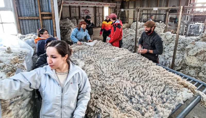 Mujeres en camapaña de esquila 