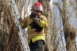 Bomberos rescataron a un gato atrapado en un árbol