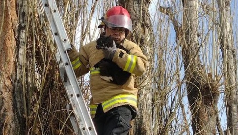 Bomberos rescataron a un gato atrapado en un árbol 