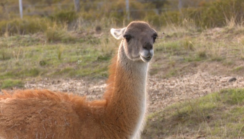  Plan Nacional para el Manejo Sostenible del Guanaco busca promover la conservación dela especie en todo el país.