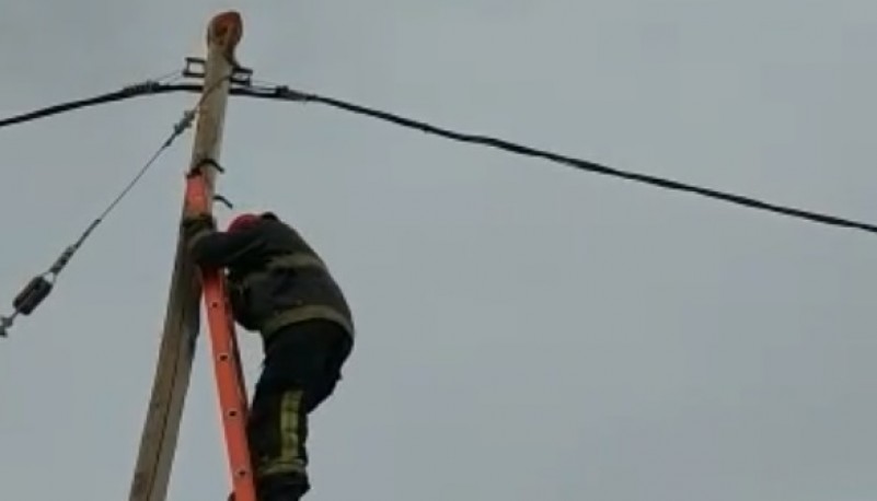 Bomberos rescataron a un gato atrapado en un alumbrado público