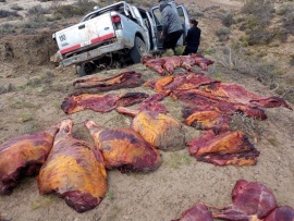 Secuestran más de 600 kilos de carne de guanaco y de caballo