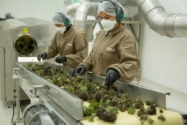 Anmat habilitó la primera planta industrial de cannabis en Argentina
