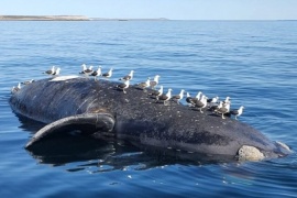 Ya son 15 las ballenas muertas y el gobierno de Chubut intervino en la investigación
