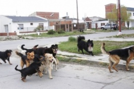 Leonardo Fuhr: “Con el ecoalbergue los perros callejeros van a tener un lugar donde estar”