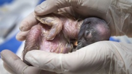 Nació en el Ecoparque porteño un nuevo cóndor incubado de forma natural por su madre