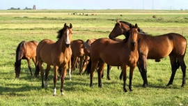 Vivian Stigliano: “Los caballos me ayudaron a sanar mi propia historia”