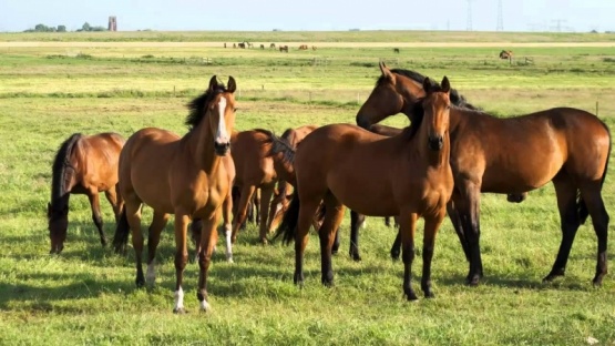 Vivian Stigliano: “Los caballos me ayudaron a sanar mi propia historia”