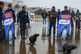 Así fue el regreso al mar de cuatro lobos marinos que fueron rehabilitados en Mar del Plata