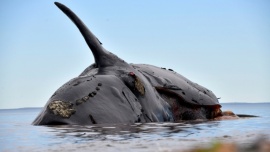 Encontraron tres nuevos cadáveres y ya suman a 18 las ballenas muertas