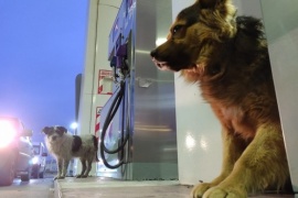 Proteccionistas en contra del proyecto de ecoalbergue para perros callejeros