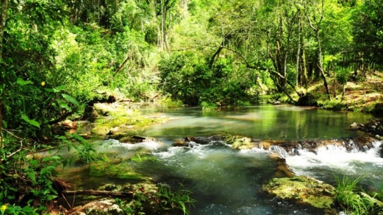 Juan Pablo Cinto: “El gran desafío es integrar la conservación de la selva a la producción”