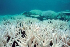 Según estudio, la mitad de los arrecifes puede sufrir condiciones de extinción en 2035