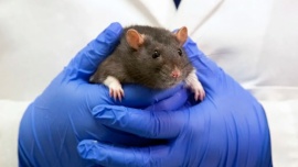Científicos implantaron células del cerebro humano en ratas