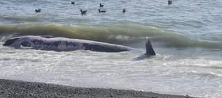 Aparece una ballena muerta en las costas de Caleta Olivia 