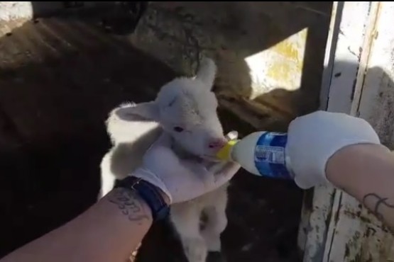 La Ordenanza Municipal prohibe la tenencia de animales de campo en domicilios particulares.