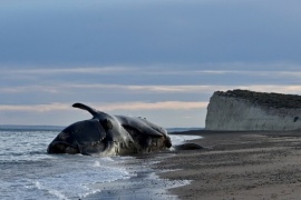 Confirmado: se hallaron toxinas de "marea roja" en las ballenas muertas