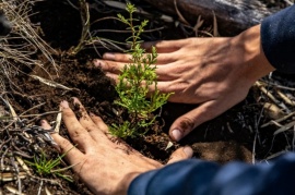 Bariloche: plantaron 7000 árboles nativos en una zona afectada por los incendios