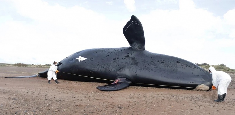 Las seis ballenas estudiadas tenían contenido en el aparato digestivo, es decir que se habían alimentado previo a su muerte.